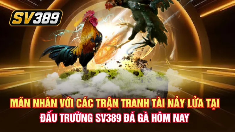 SV389 Đá Gà – Lửa Trường Gà Bùng Nổ Qua Từng Hiệp Đấu 3 Mãn nhãn với các trận tranh tài nảy lửa tại đấu trường SV389 đá gà hôm nay