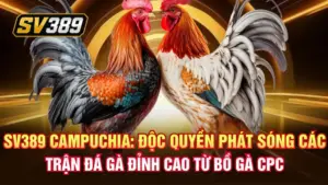 SV389 Campuchia: Độc quyền phát sóng các trận đá gà đỉnh cao từ bồ gà CPC