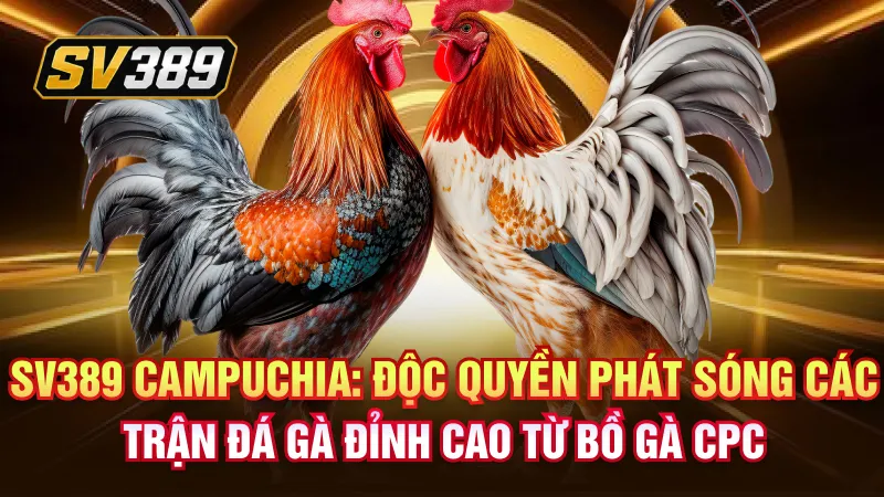SV389 Campuchia – Sân Chơi Đá Gà Trực Tuyến Quy Mô Lớn 1 SV389 Campuchia: Độc quyền phát sóng các trận đá gà đỉnh cao từ bồ gà CPC