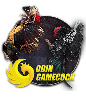 SV389 | Nhà Cái Đẳng Cấp 2026 | Truy Cập SV3899.COM 3 animal od cock sv389